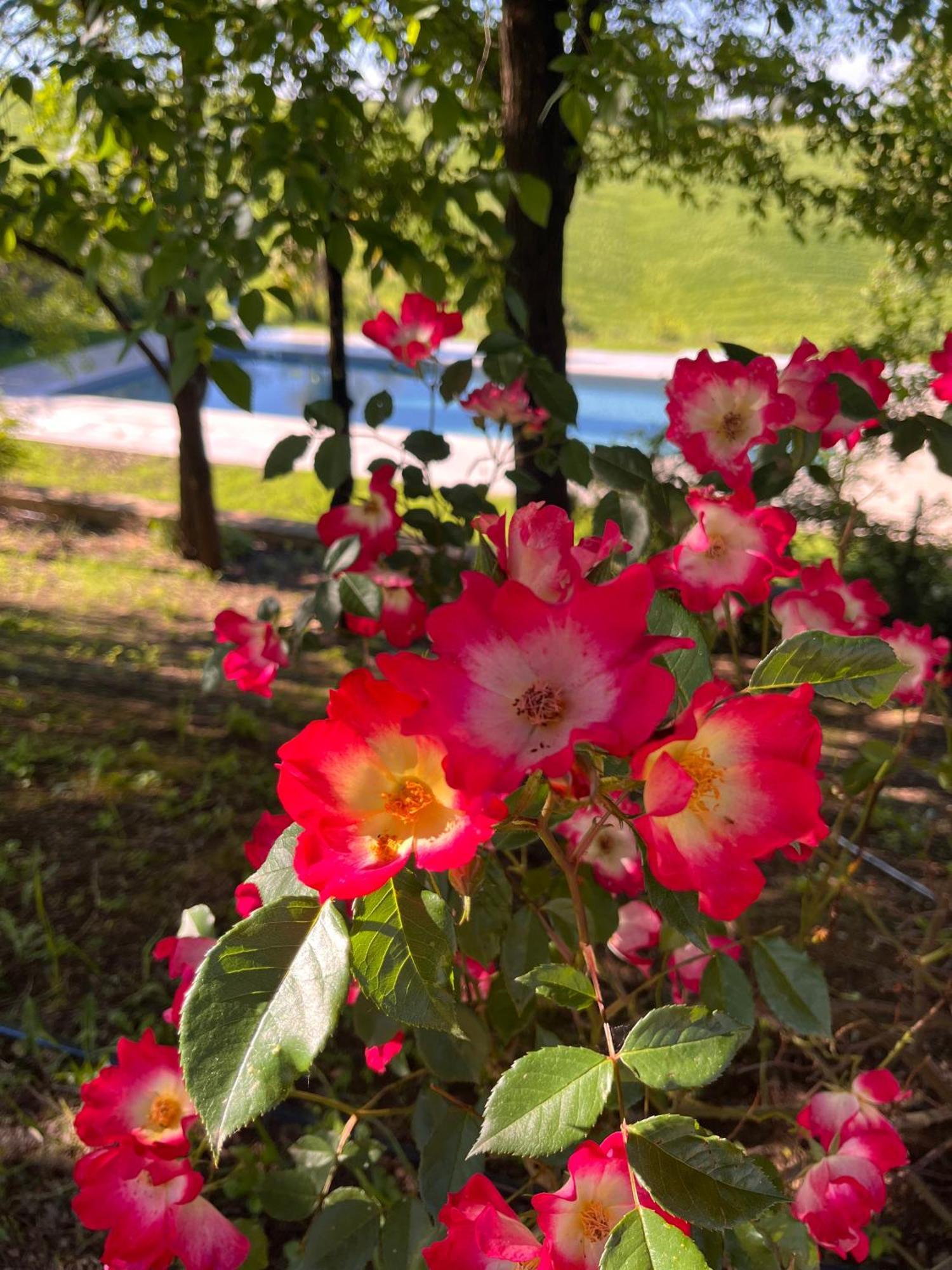Agriturismo San Fabio Castelnuovo Berardenga Exteriör bild